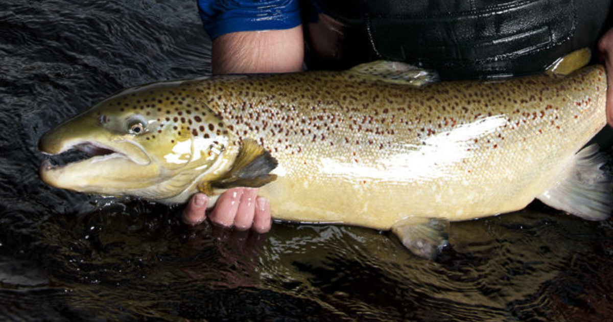 AND BROOD STOCK Cermaq Global