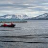 Stocking of kelp in the combined sea site in Steigen