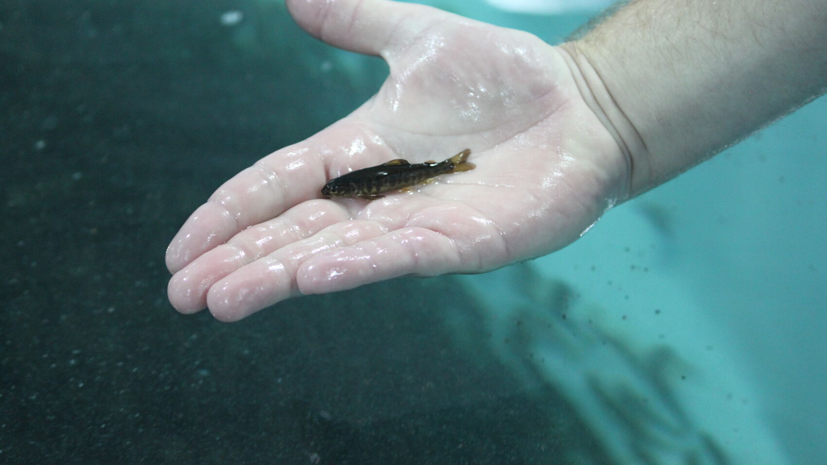 A fry in the hand of an employee