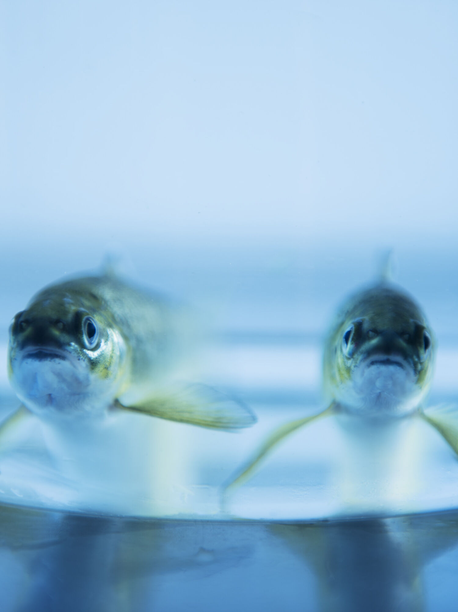 Smolts in bowl
