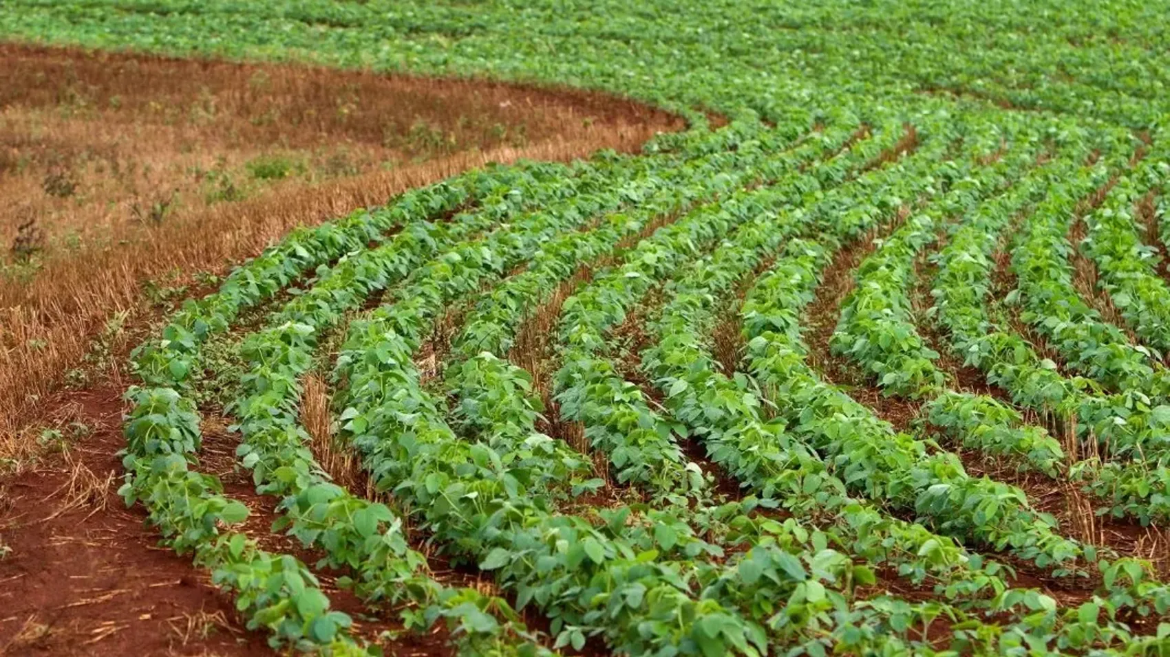 Field of soybeans. Photo: BioMar