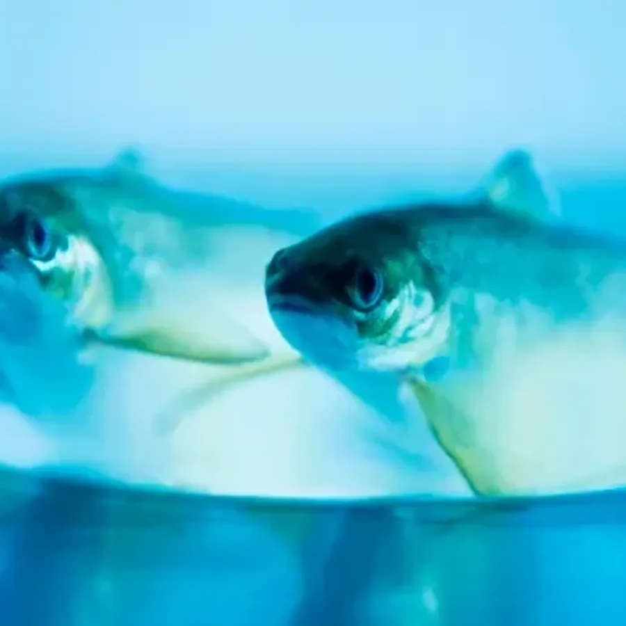 In Cermaq we screen our brood-stock to ensure that the eggs put into our fresh-water facilities are free from pathogens.