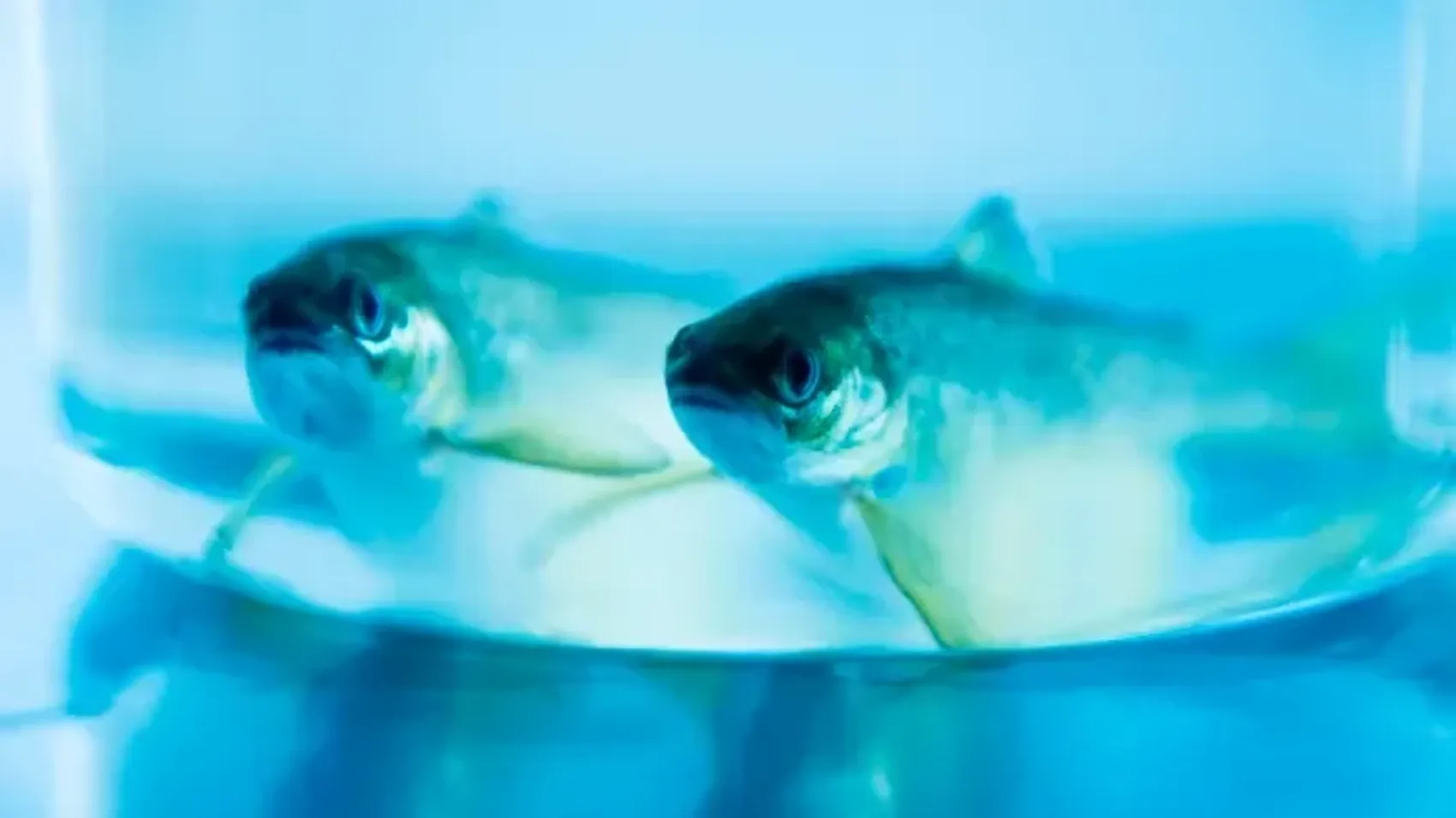 In Cermaq we screen our brood-stock to ensure that the eggs put into our fresh-water facilities are free from pathogens.