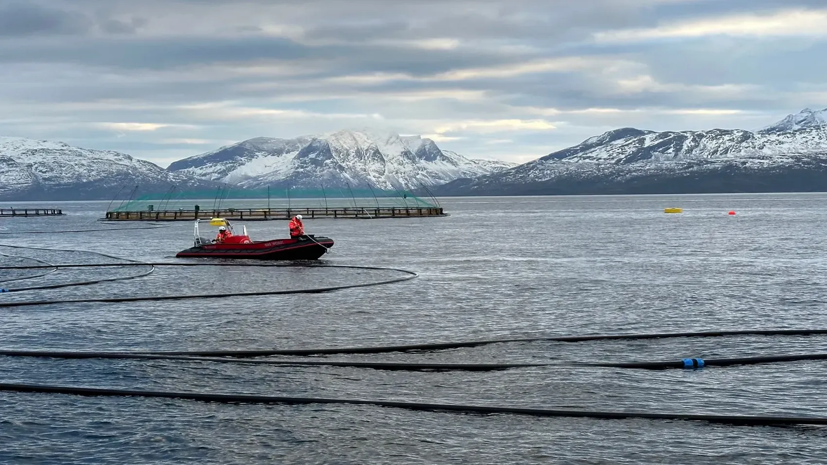Stocking of kelp in the combined sea site in Steigen
