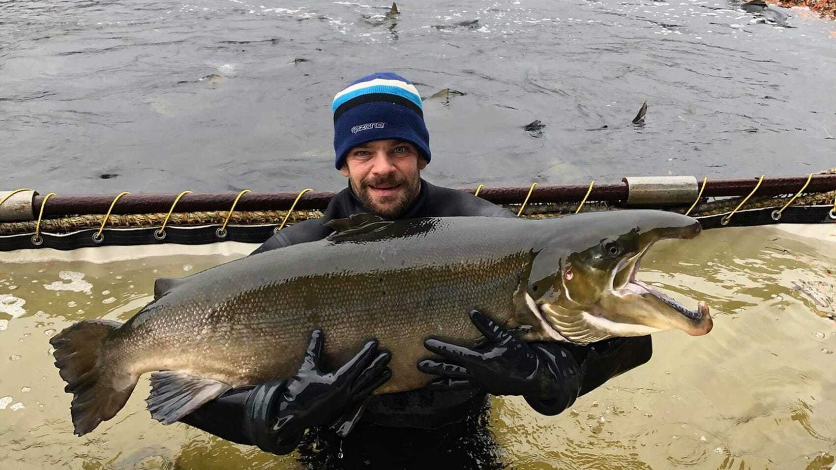 En ansatt holder en stor stamfisk