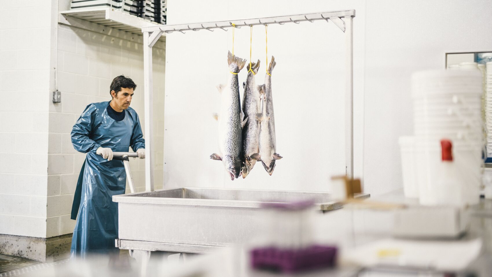 An employee wheeling brood stock fish