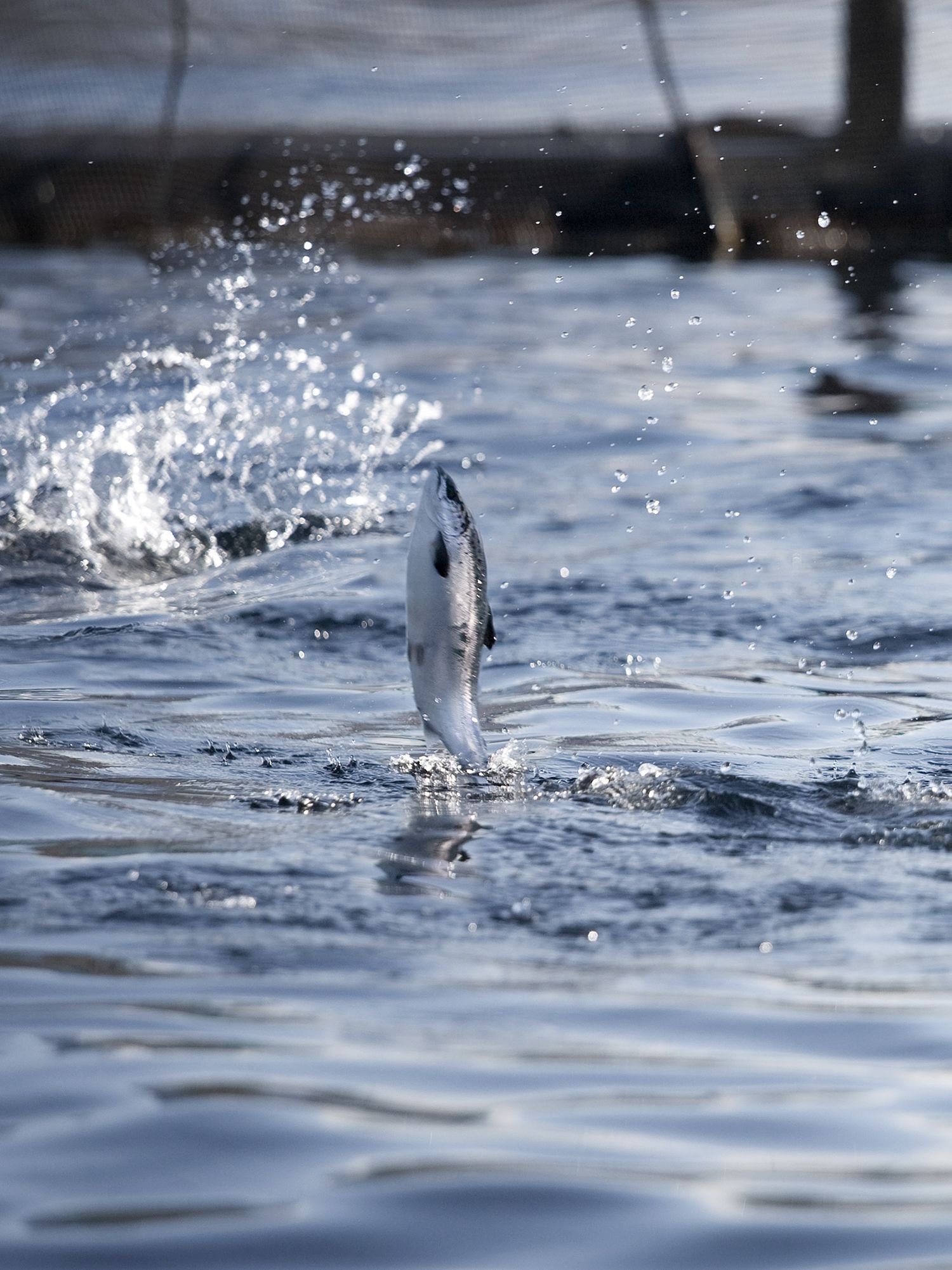 Leaping salmon