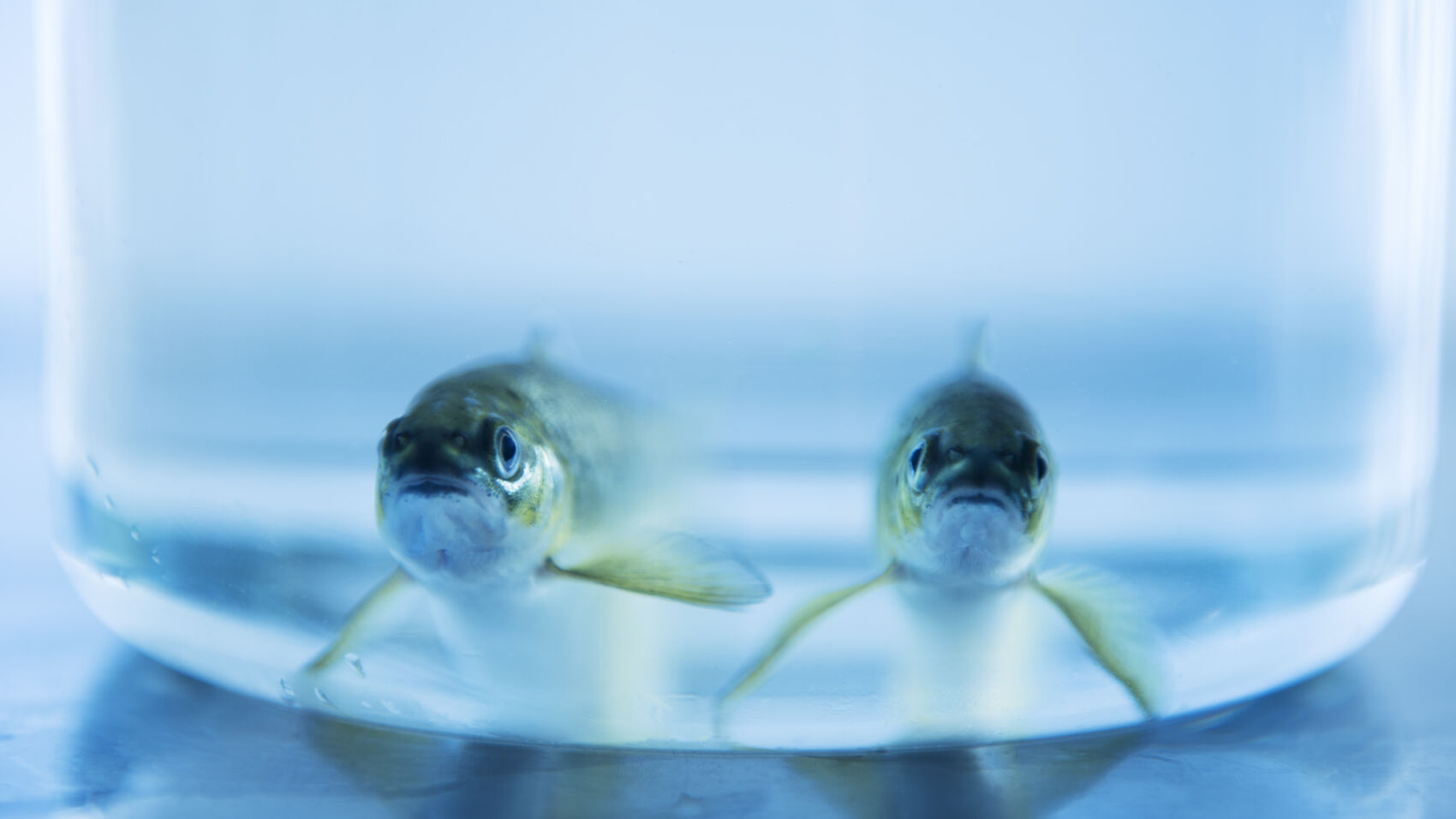 Two smolt in a glass bowl