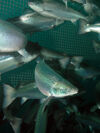 Underwater photo of salmon swimming inside a pen