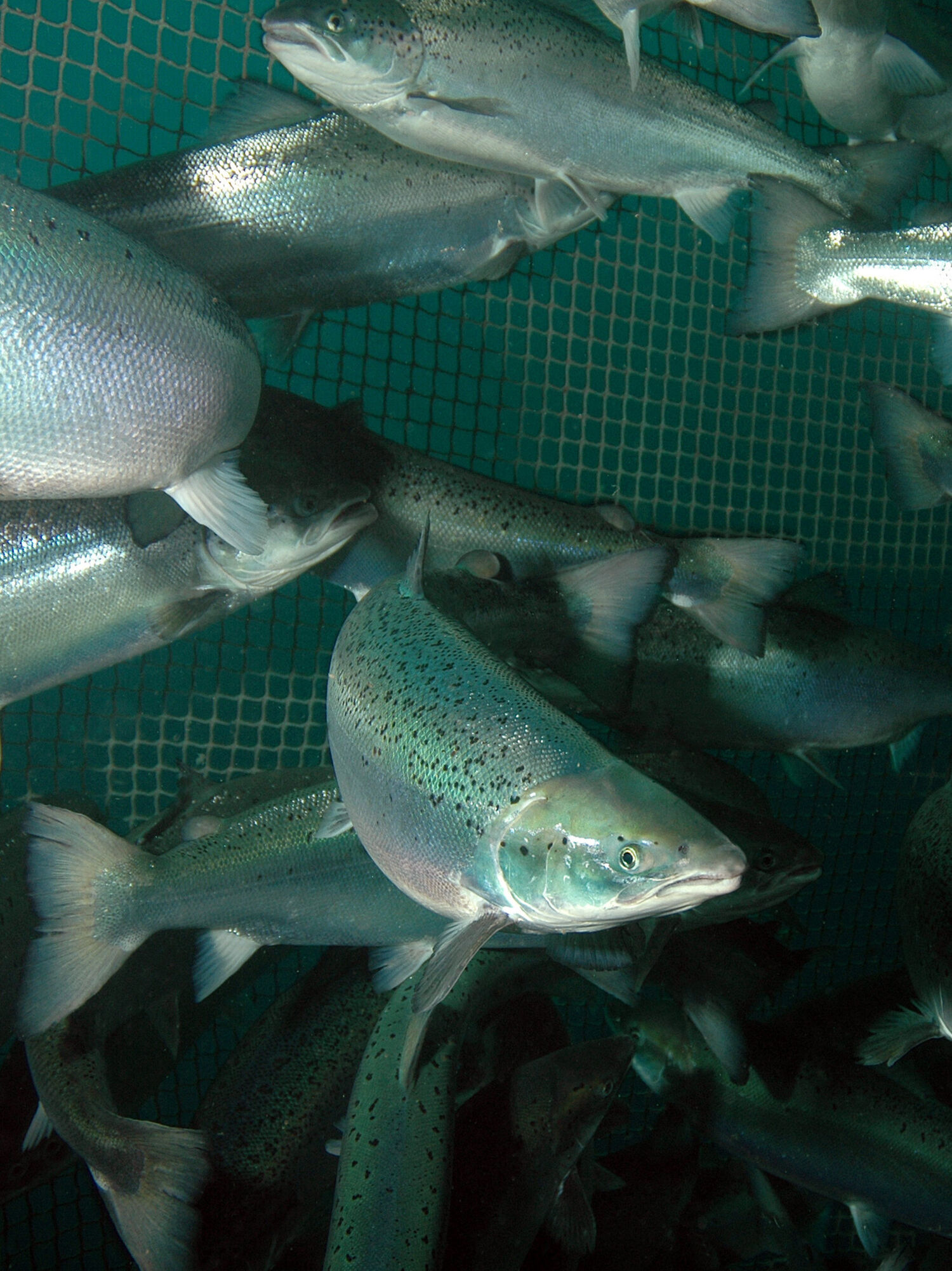 Underwater photo of salmon swimming inside a pen