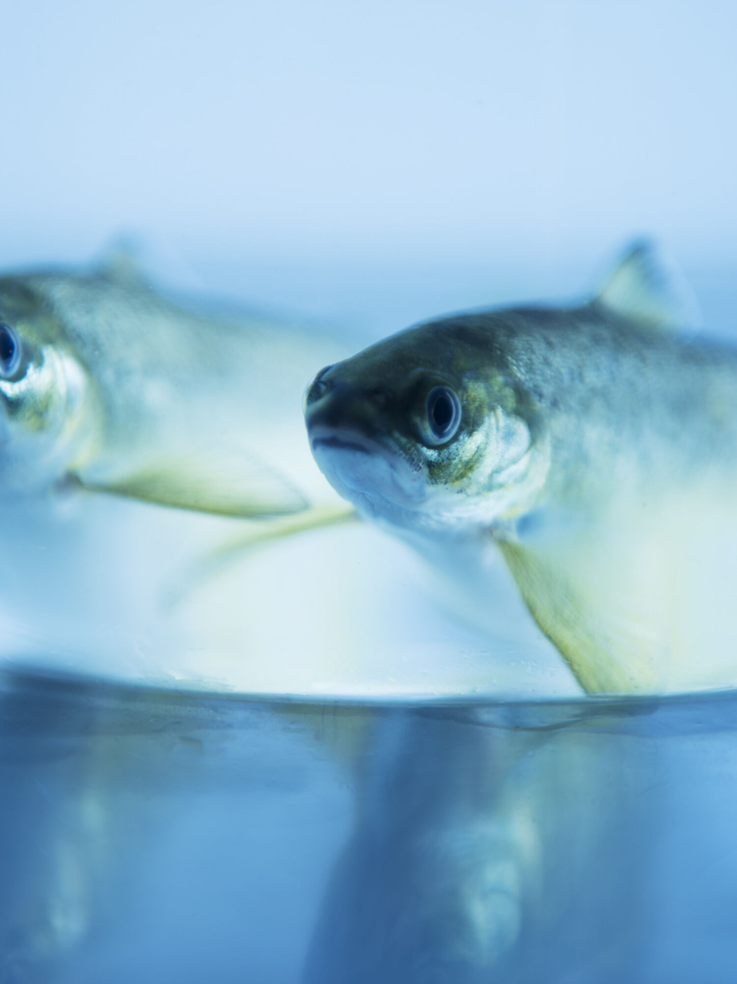 Smolts in bowl