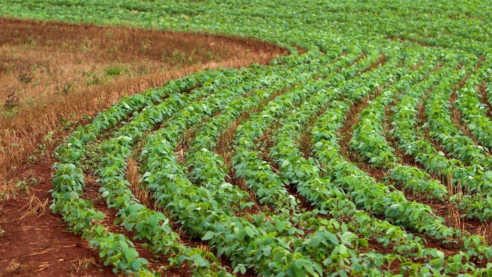 Field of soybeans. Photo: BioMar