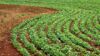 Field of soybeans. Photo: BioMar