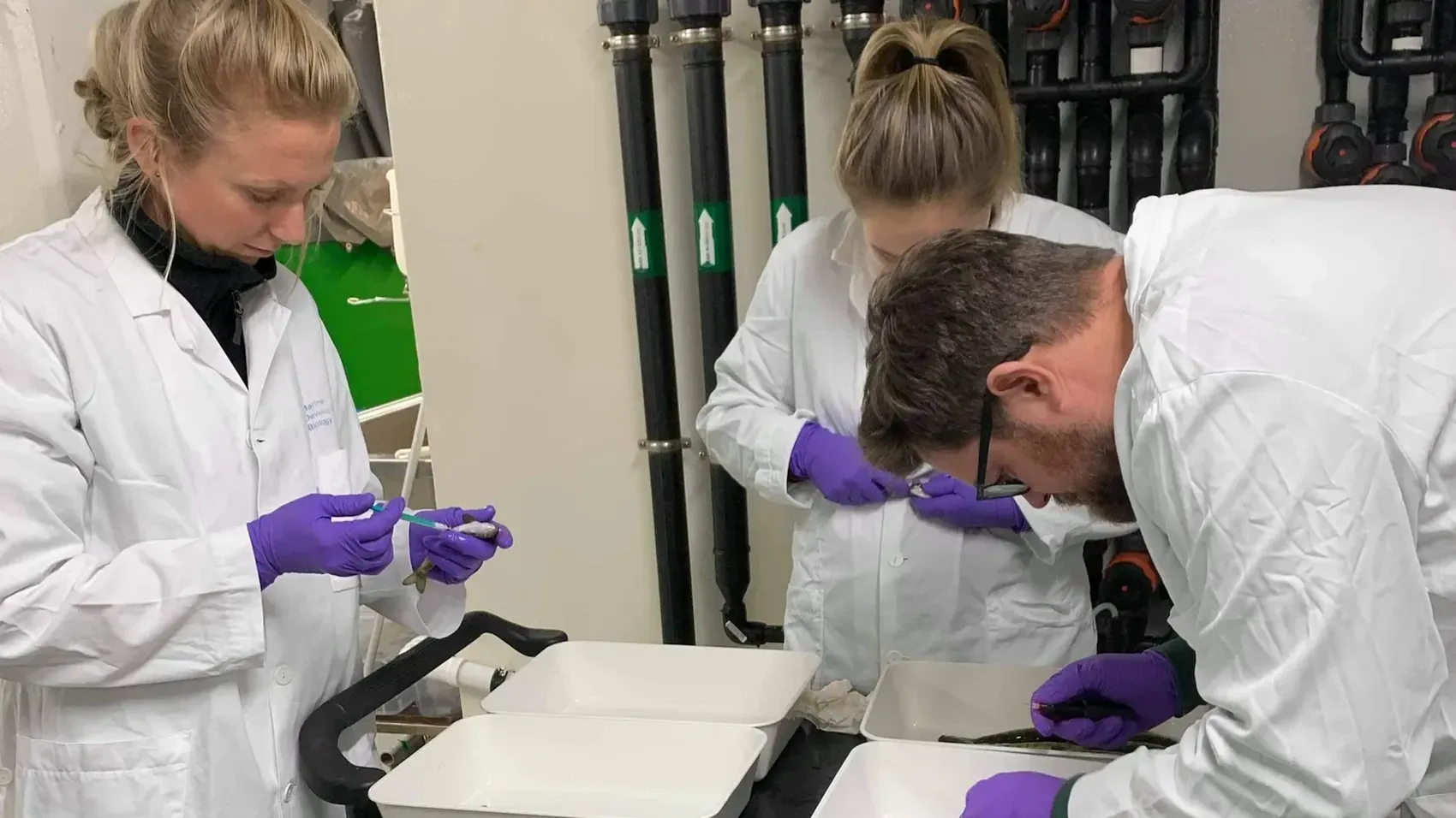 Cermaq researchers Cecilie Isachsen Lie, Helle Velle Mayer and Henrik Duesund mark fish for vaccination trials