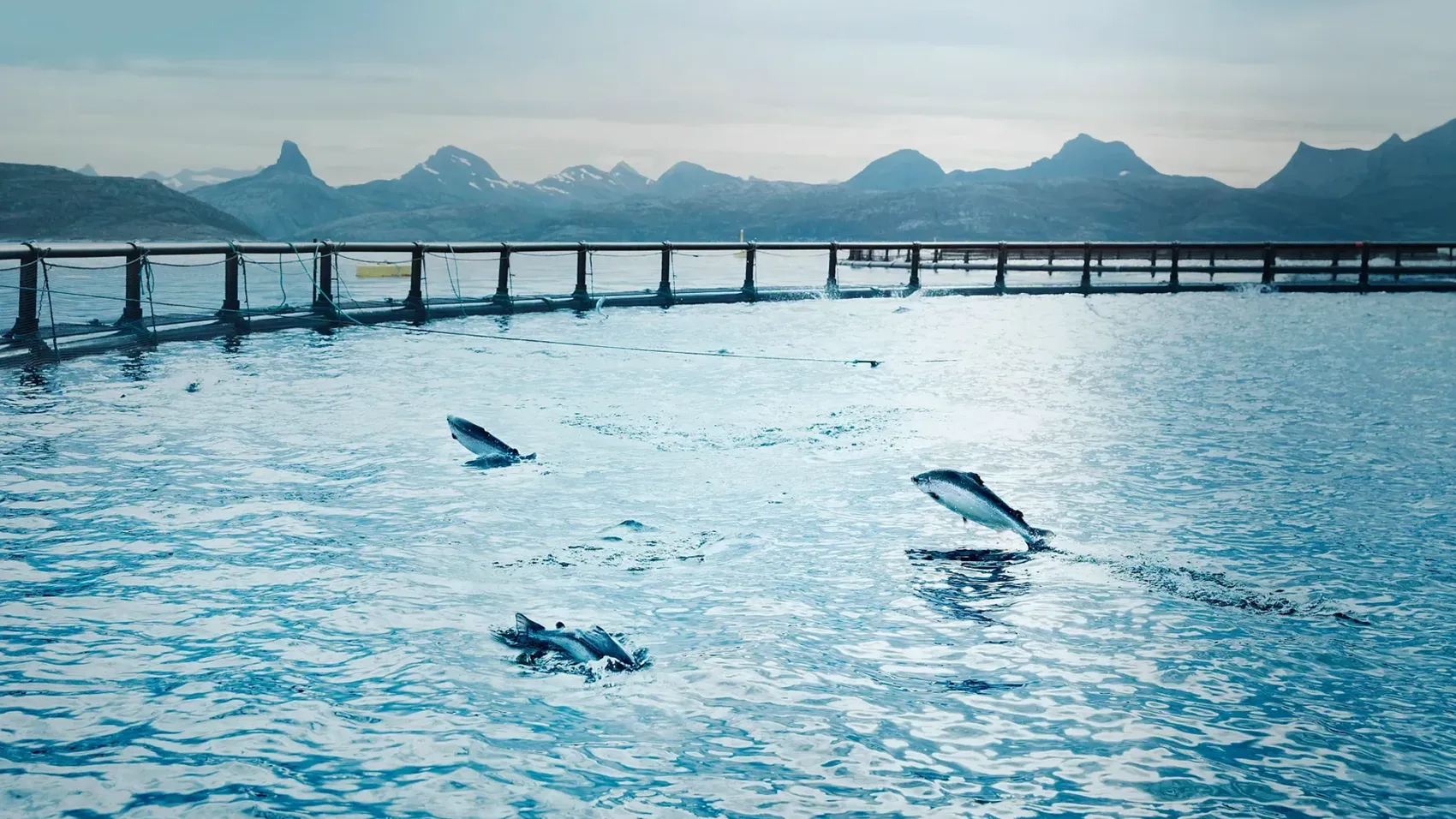 Cermaq will reduce the company's climate emissions with approximately 350 000 tonnes CO2e within 2030