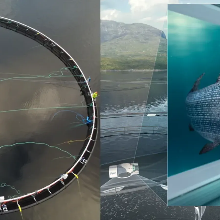 The iFarm five-year project is the first of its kind and will allow for an individualized fish approach to salmon farming. Now, the first fish have been transferred in Cermaq’s iFarm.