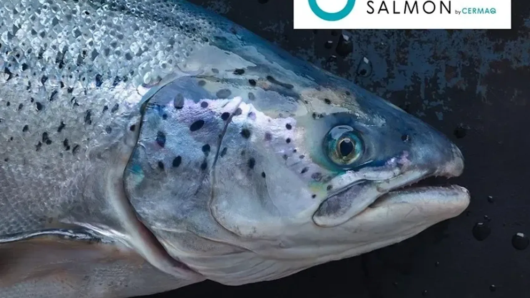 True Arctic salmon is raised north of the Arctic Circle, where the water is cold and the salmon grows slower, resulting in specific product qualities.