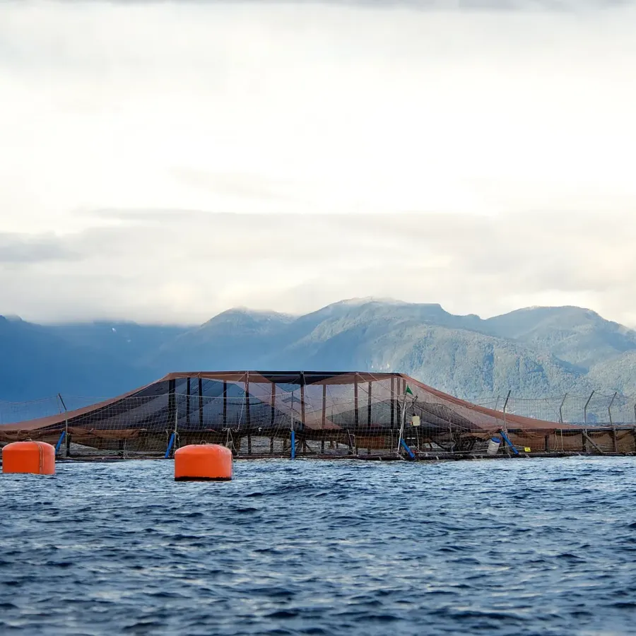 Cermaq farming site in Chile