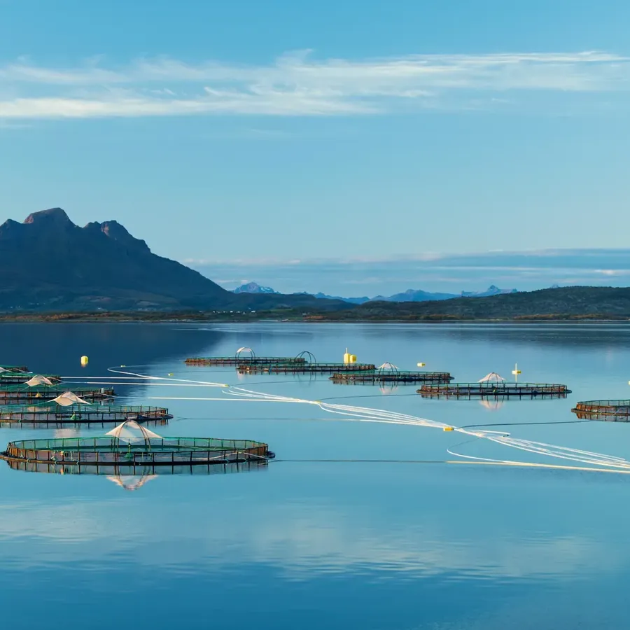 Svartfjell - one of Cermaq's sites in Nordland, Norway