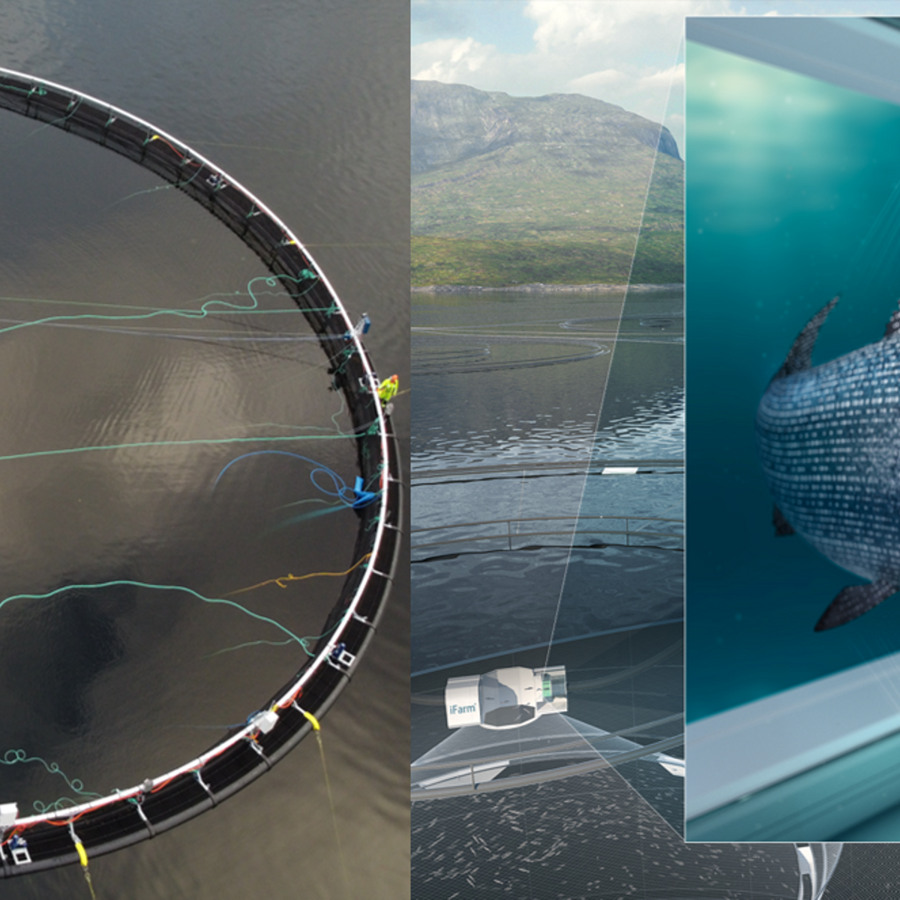 The iFarm five-year project is the first of its kind and will allow for an individualized fish approach to salmon farming. Now, the first fish have been transferred in Cermaq’s iFarm.