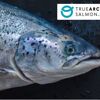 True Arctic salmon is raised north of the Arctic Circle, where the water is cold and the salmon grows slower, resulting in specific product qualities.