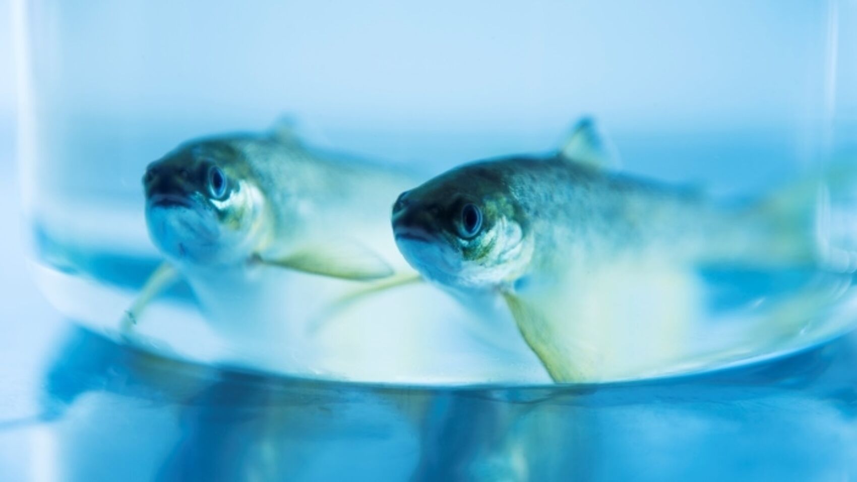 The optimal speed is around 2 fish lengths/second. As for us humans, the fish must have some time to adapt to increased exercise, so it is important that the speed of water in the tank is brought slowly up to speed.