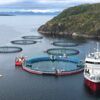 Smolt is put into Cermaq's new closed containment system in Horsvågen