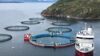 Smolt is put into Cermaq's new closed containment system in Horsvågen