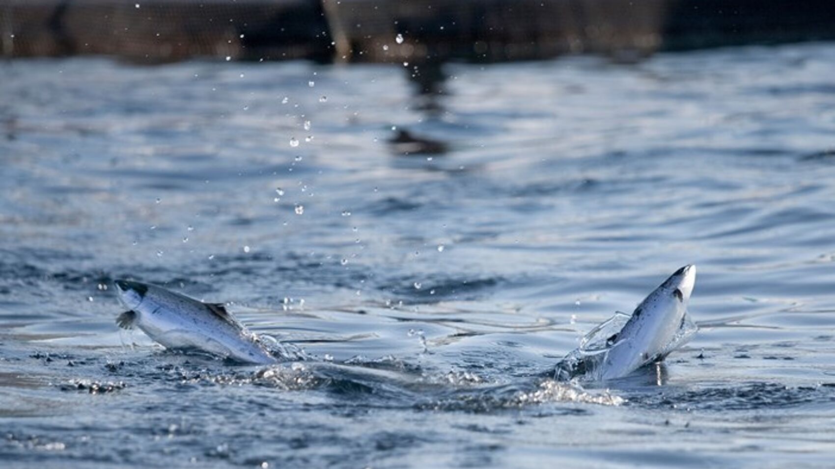 Global Salmon Initiative presents its sustainability report. The salmon industry is globally leading in transparency - a result of partnership with shared high ambitions.