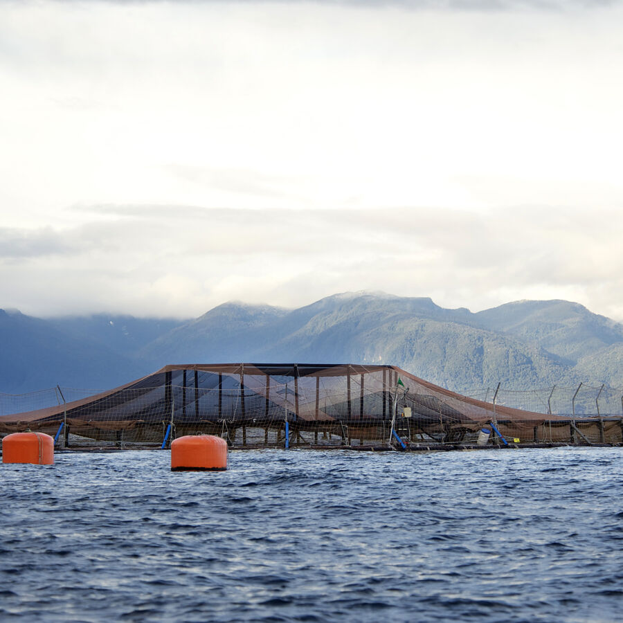 Cermaq farming site in Chile