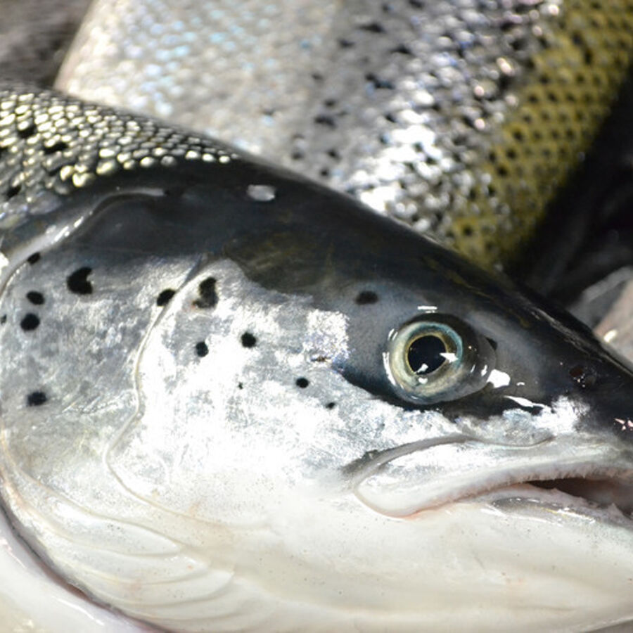 GSI presenterer anbud