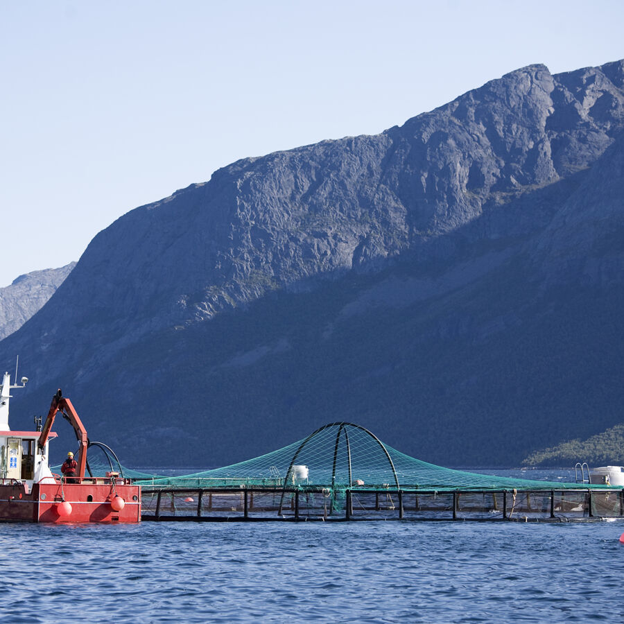 Presentasjoner fra Cermaqs bærekraftseminar