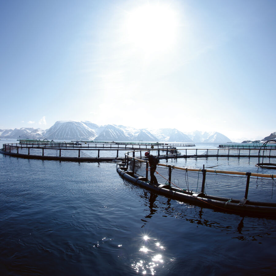 Cermaq continues leadership in transparent sustainability reporting