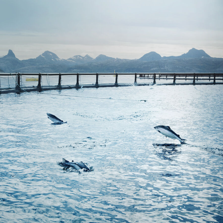 Cermaq will reduce the company's climate emissions with approximately 350 000 tonnes CO2e within 2030