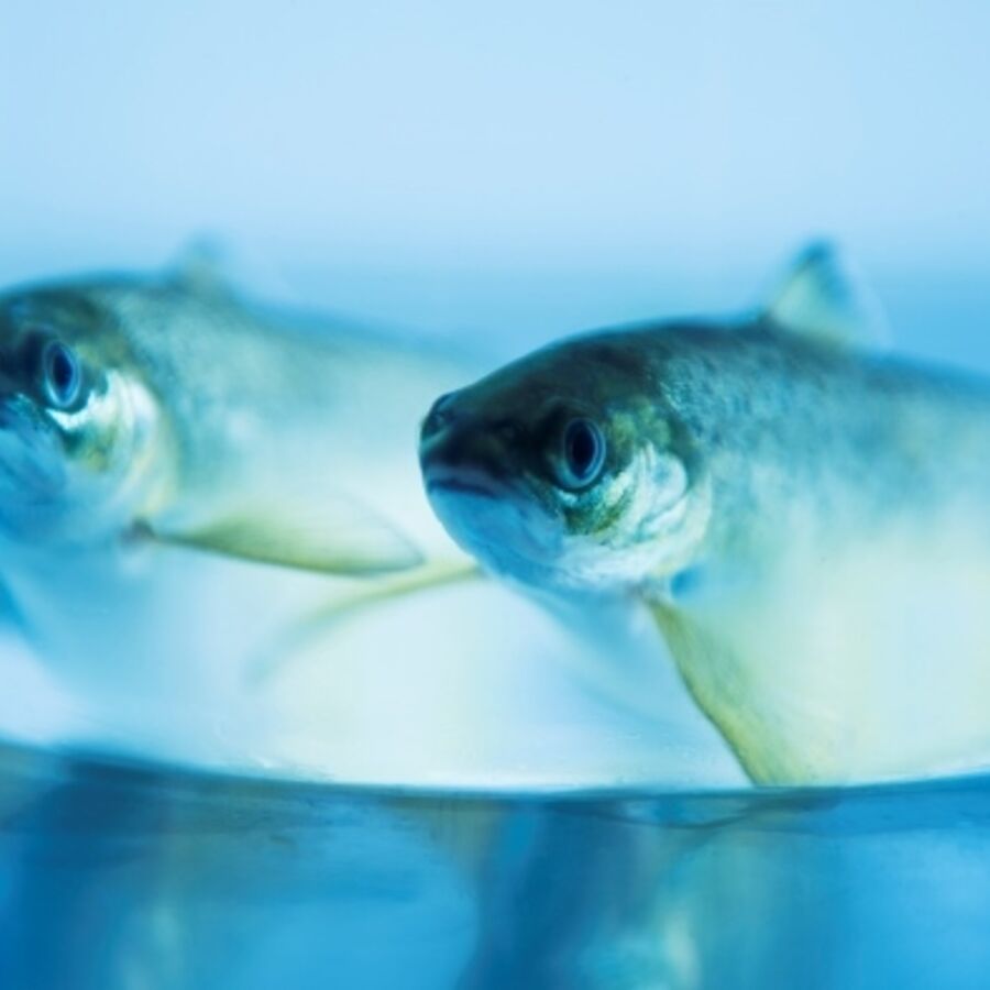 In Cermaq we screen our brood-stock to ensure that the eggs put into our fresh-water facilities are free from pathogens.