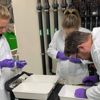 Cermaq researchers Cecilie Isachsen Lie, Helle Velle Mayer and Henrik Duesund mark fish for vaccination trials
