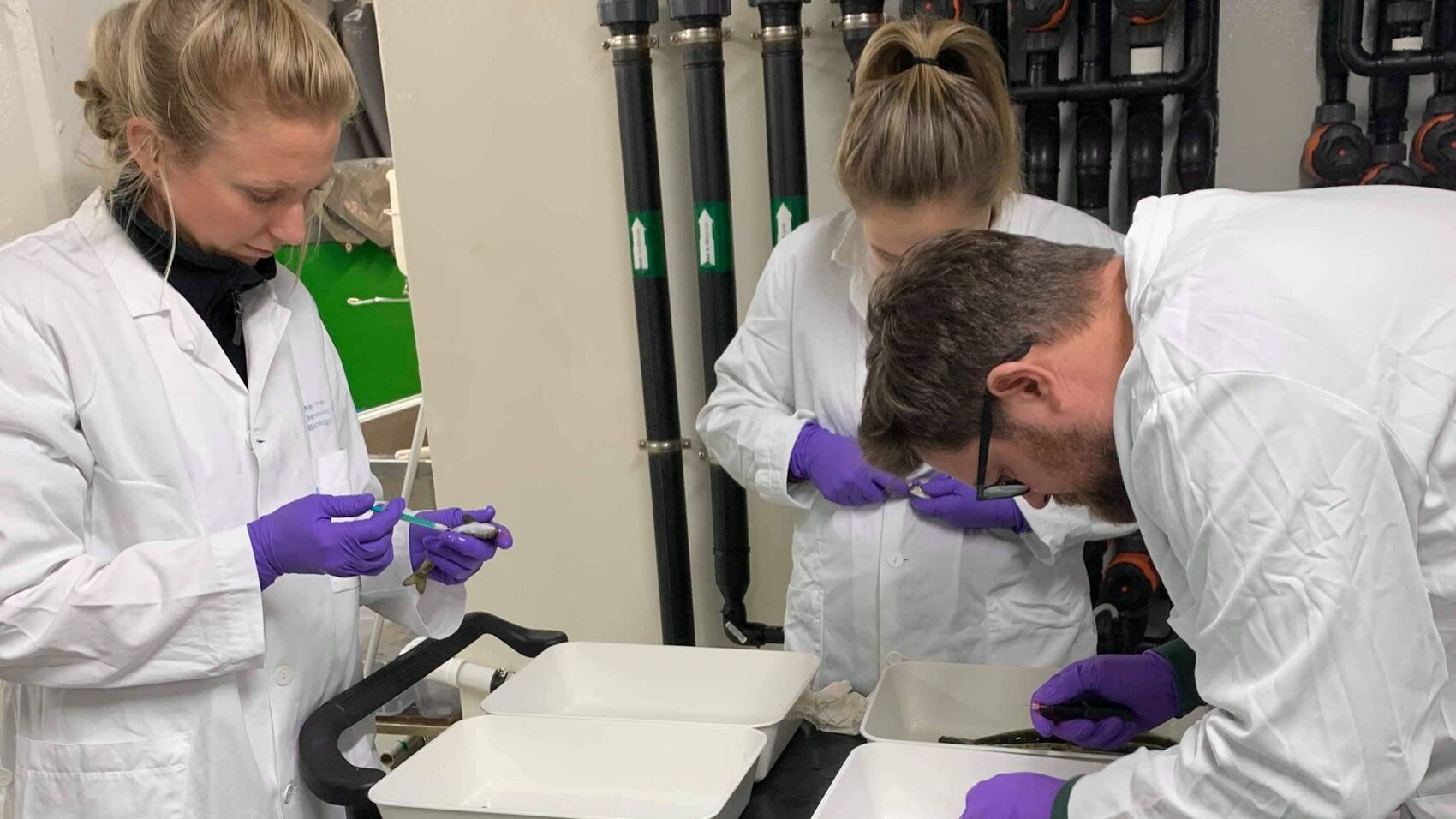 Cermaq researchers Cecilie Isachsen Lie, Helle Velle Mayer and Henrik Duesund mark fish for vaccination trials