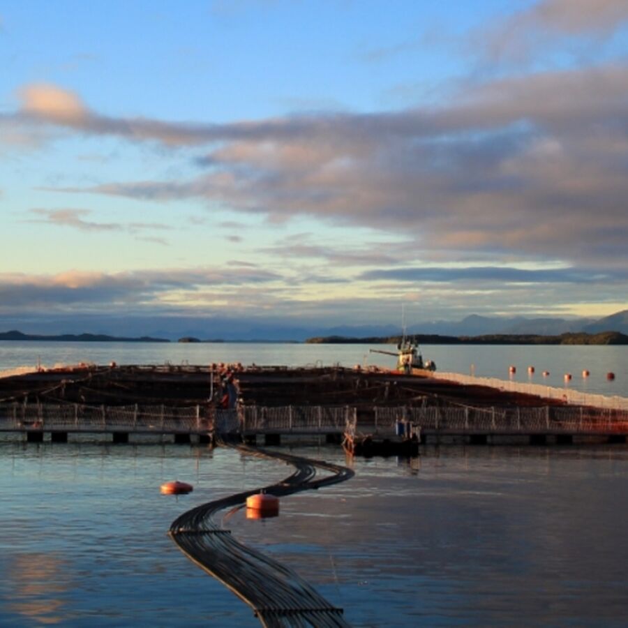 Cermaq has offered fresh water and farming sites to promote further development of Pincoy