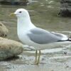 Maintaining biodiversity at every farming site